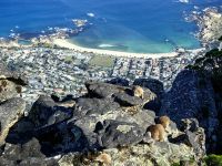 Blick auf Camps Bay vom Tafelberg aus und die Klippschliefer davor