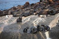23 Seal-Island