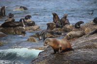 25 Seal-Island