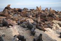 26 Seal-Island