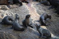 27 Seal-Island