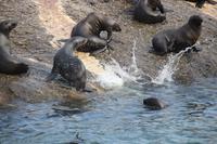 28 Seal-Island