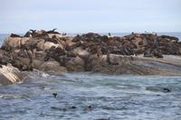 30 Seal-Island