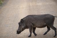 324 Safari im Hluhluwe-Umfolozi Nationalpark - Warzenschwein
