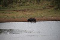 502 Safari im Krüger-Nationalpark - Büffel