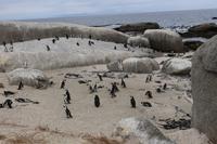 64 Pinguin-Kolonie am Boulders Beach
