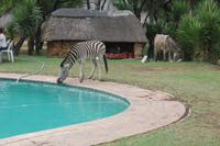 Zebra am Pool der Haia Safari Lodge