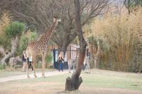 Giraffe & Zebras in der Anlage der Heia Safari Lodge