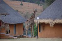 Giraffe zwischen unseren Häusern