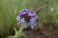 Schmucklilie der Drakensberge