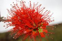 Blüte des Flaschenputzerbaumes