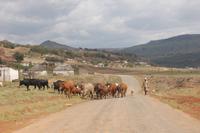 Das Landleben in den Drakensbergen