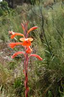 wilde Gladiolen in den Drakensbergen