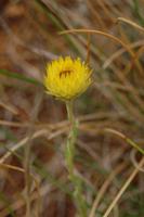 Gebirgsblume am Wanderweg