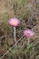 Cleopatra-Blume am Wanderweg
