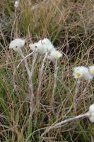 Gebirgsblume am Wanderweg