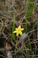 Gebirgsblume am Wanderweg