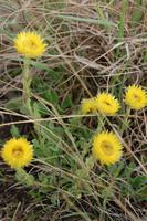 Gebirgsblume am Wanderweg