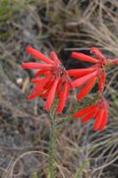 Wilde Blumen am Wegesrand in der Cathedral Peak-Region