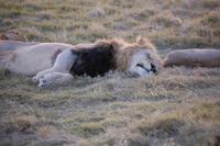 Löwe im Kariega-Park