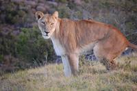 Löwin im Kariega-Park