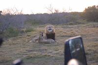 Löwen-Männchen mit 3 Junglöwen (4 Monate)