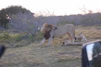 Löwen-Männchen mit 3 Junglöwen (4 Monate)