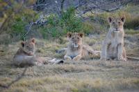 3 Junglöwen (4 Monate)