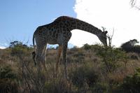 Giraffe im Kariega-Wildpark