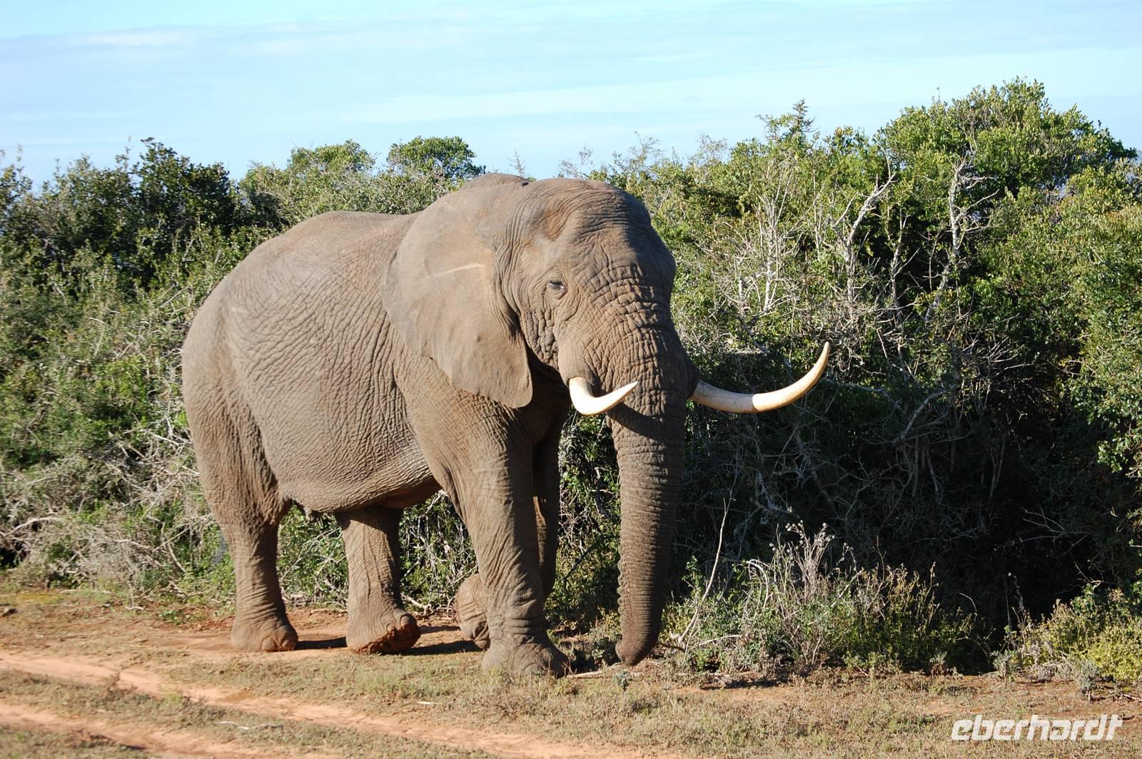 einzelner Elefanten-Bulle im Kariega-Wildreservat