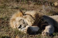 schlafender Löwe (männlich)