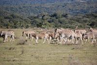 Zebras im Kariega Game Resort