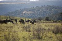 Streifengnus im Kariega Game Resort