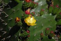 wunderschöner Feigenkaktus im Kariega-Park