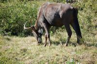 Streifengnu im Kariega Game Resort