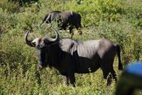 Streifengnus im Kariega Game Resort