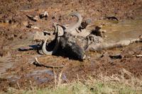 erlegtes Gnu im Kariega Game Resort
