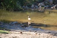 Hammerkopf im Kariega-Park