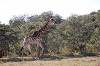 Giraffe im Kariega-Wildpark