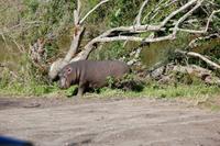 Hippo-Baby (2 Monate)