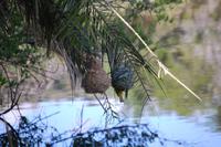 Nest der Webervögel