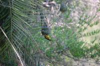 männlicher Webervogel beim Nestbau