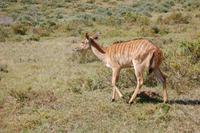 eine Antilopenart im Kariega-Park