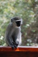 grüne Meerkatze am Restaurant des Kariega-Parkes