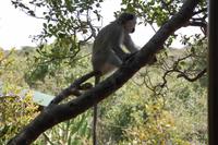 grüne Meerkatze am Restaurant des Kariega-Parkes