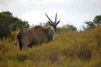 Elan-Antilope weibl.