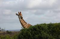 Hallo schon wieder - Giraffe im Kariega-Park