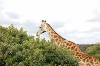 Giraffe im Kariega-Wildpark