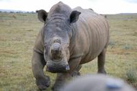 Das gefährlichste Tier ganz nah am Jeep