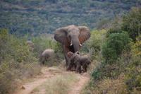 Elefanten-Sippe mit 2 Wochen alten Babys